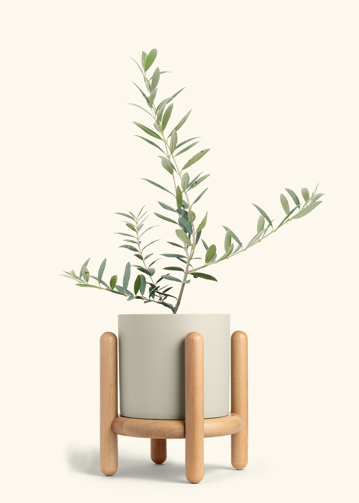 Olive Tree in a 7 inches Oat Classic Cylinder Planter in a Beech Wood Stand