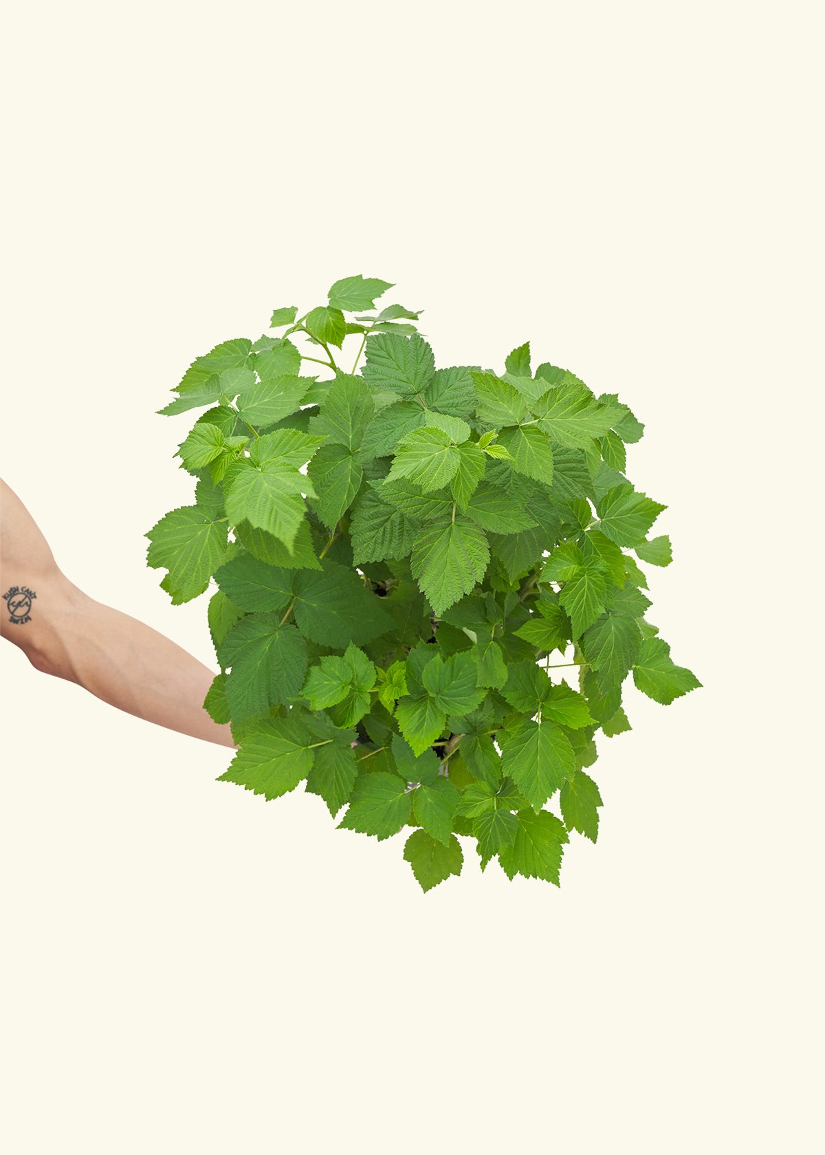 Raspberry Bush