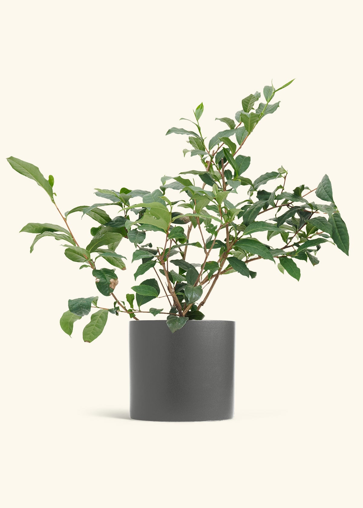 Tea Plant in a 7 inches Charcoal Classic Cylinder Planter