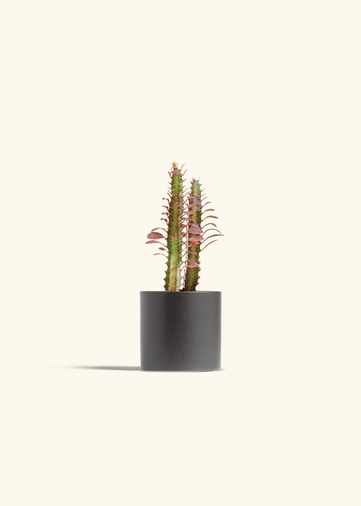 African Milk Tree in a 4 inches Charcoal Classic Cylinder Planter