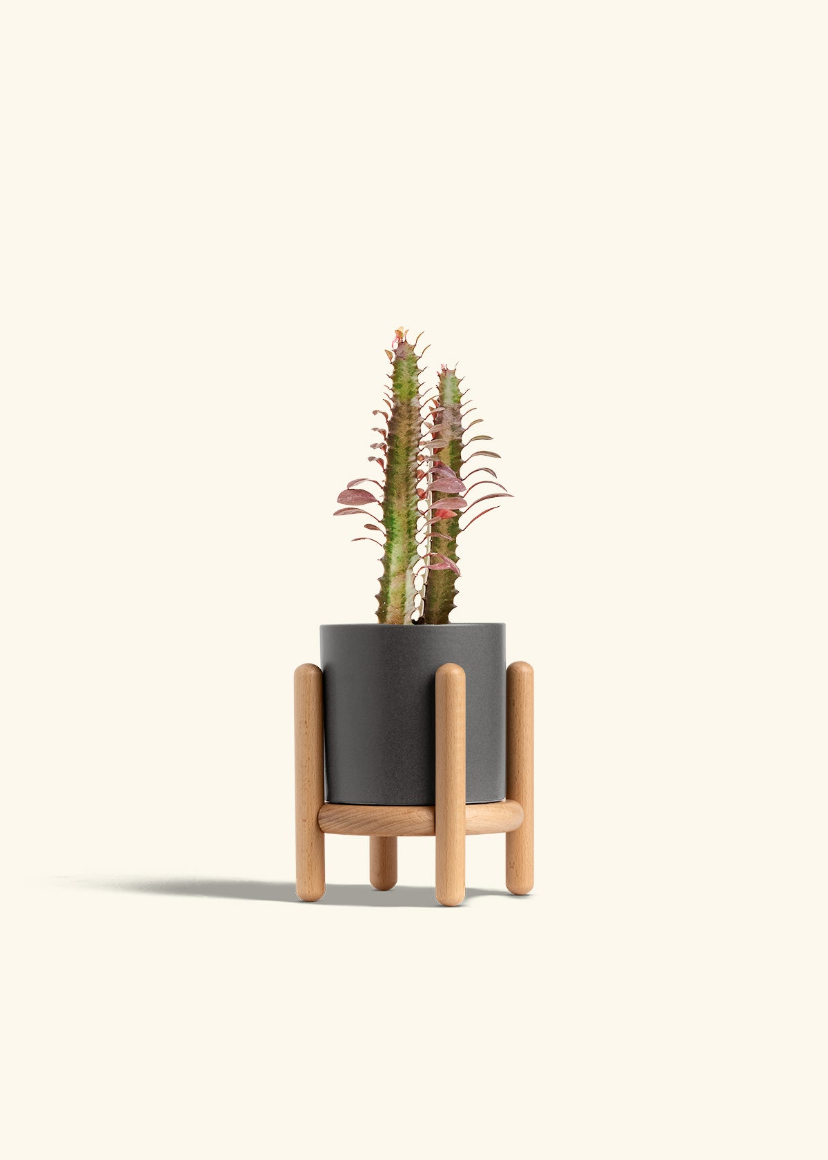 African Milk Tree in a 4 inches Charcoal Classic Cylinder Planter in a Beech Wood Stand