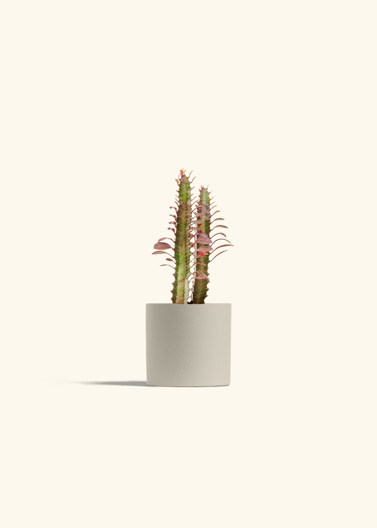 African Milk Tree in a 4 inches Oat Classic Cylinder Planter 