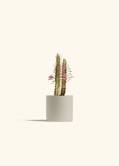 African Milk Tree in a 4 inches Oat Classic Cylinder Planter 