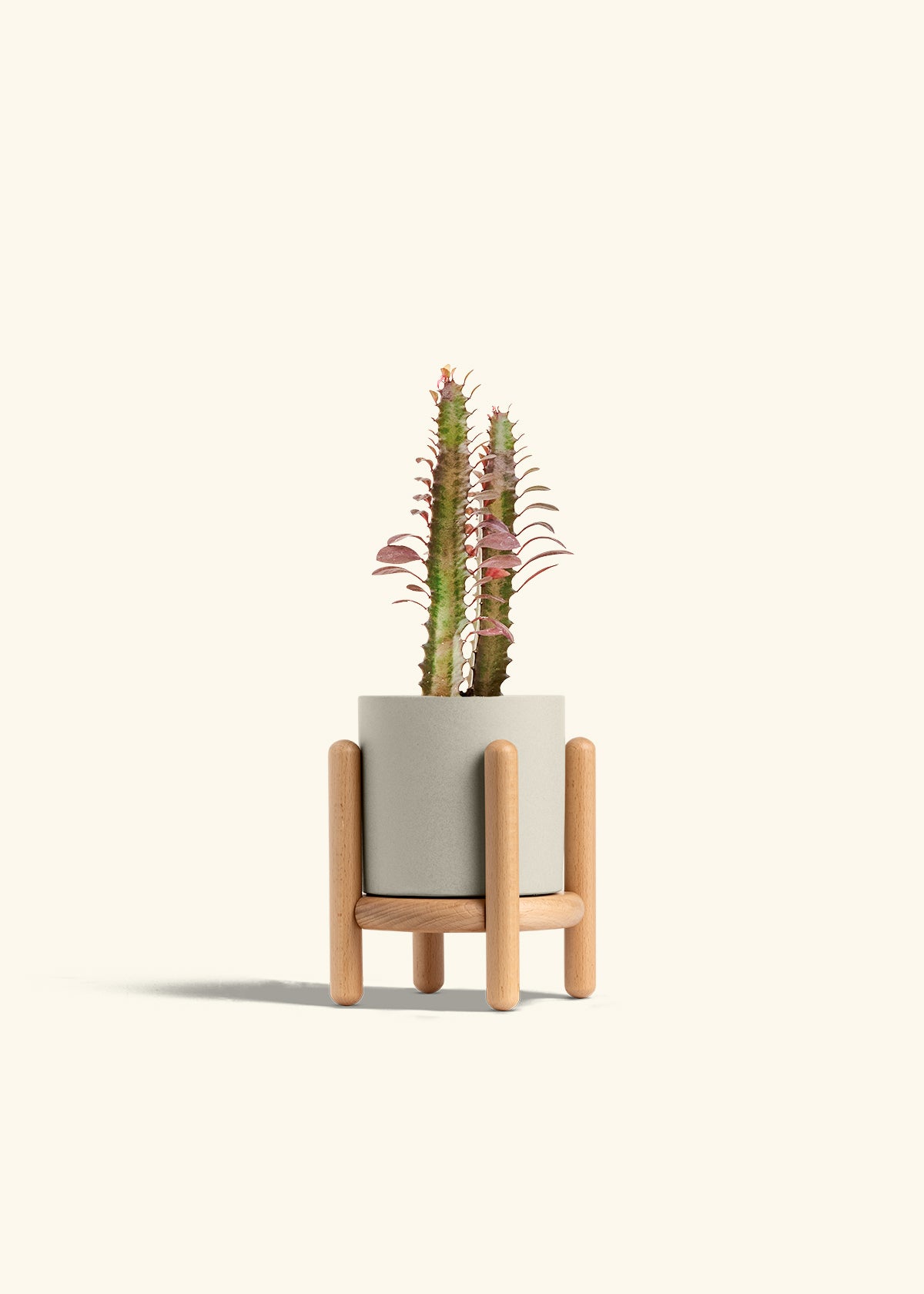 African Milk Tree in a 4 inches Oat Classic Cylinder Planter in a Beech Wood Stand