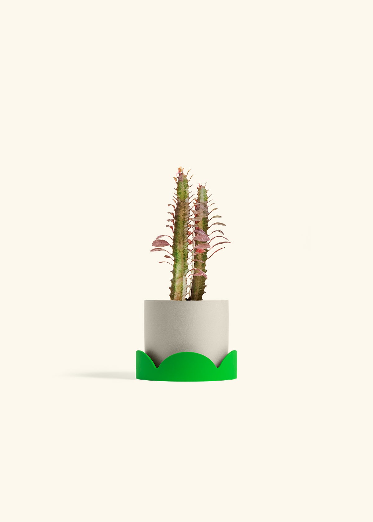 African Milk Tree in a 4 inches Oat Classic Cylinder Planter in a Shamrock Petal Drip Tray