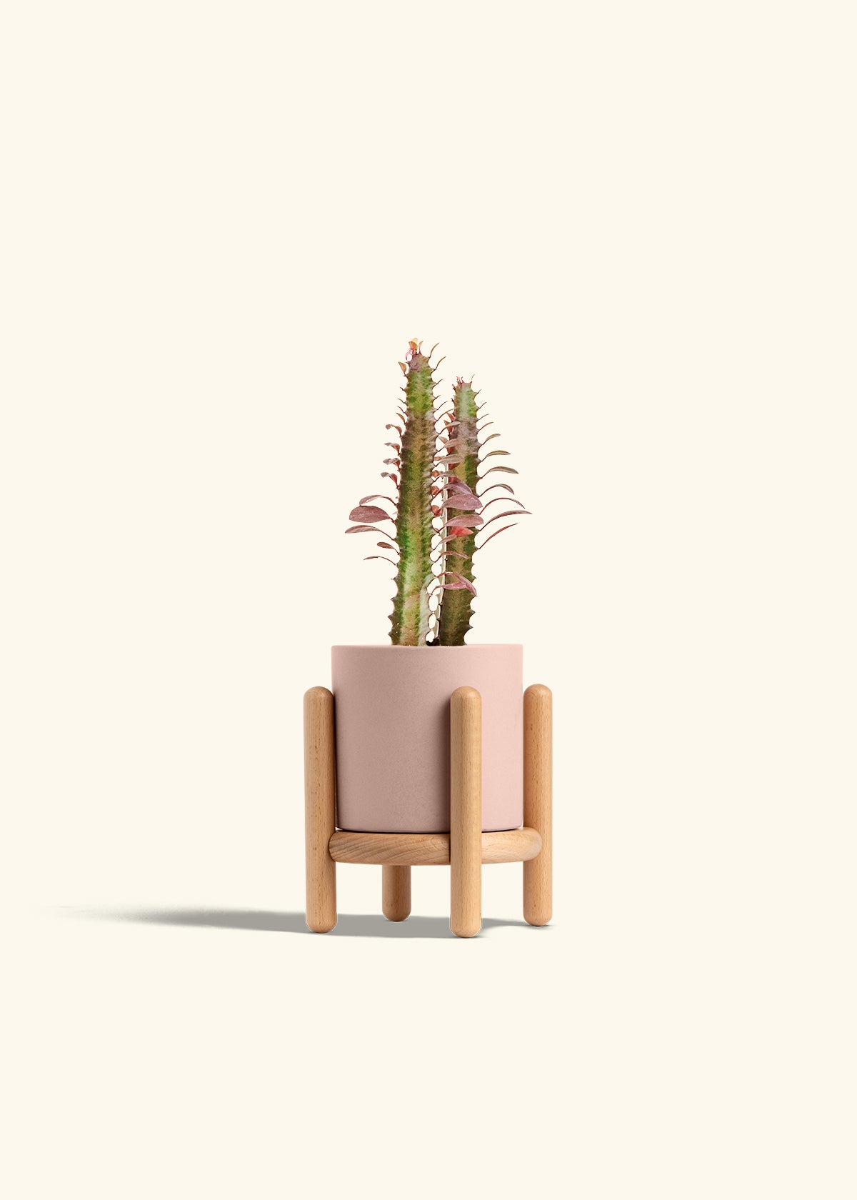 African Milk Tree in a 4 inches Pink Classic Cylinder Planter in a Beech Wood Stand