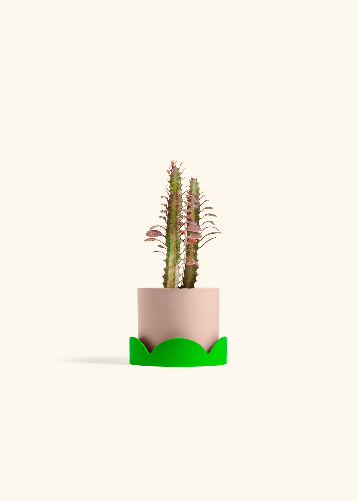 African Milk Tree in a 4 inches Pink Classic Cylinder Planter in a Shamrock Petal Drip Tray