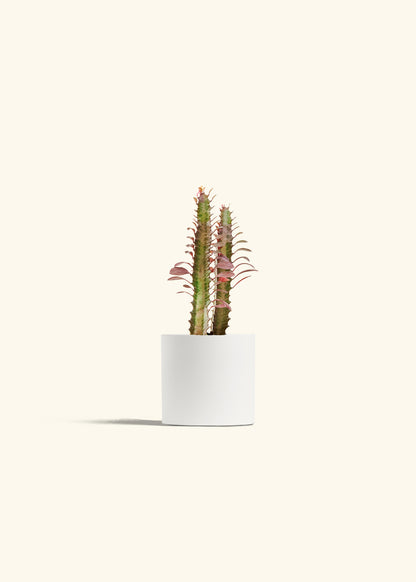 African Milk Tree in a 4 inches White Classic Cylinder Planter 