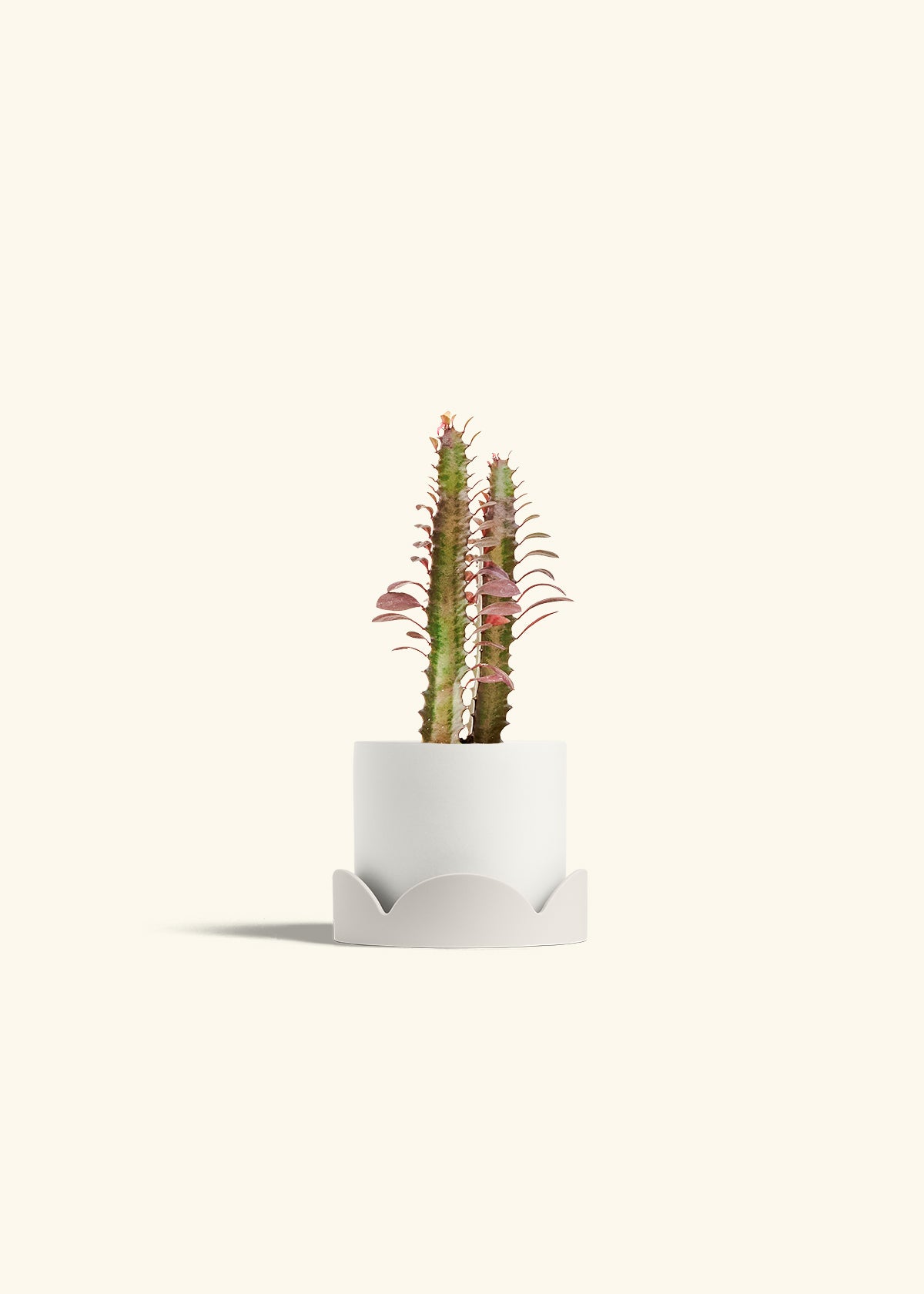 African Milk Tree in a 4 inches White Classic Cylinder Planter in a Oat Petal Drip Tray