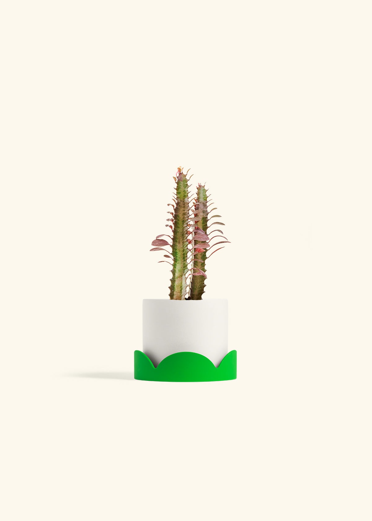 African Milk Tree in a 4 inches White Classic Cylinder Planter in a Shamrock Petal Drip Tray