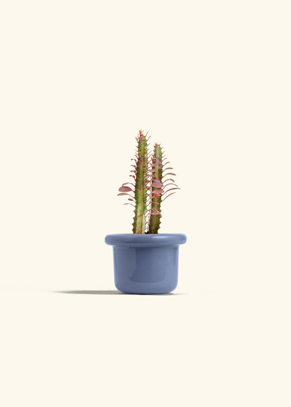 African Milk Tree in a 4 inches Fat Lip Blue Planter 