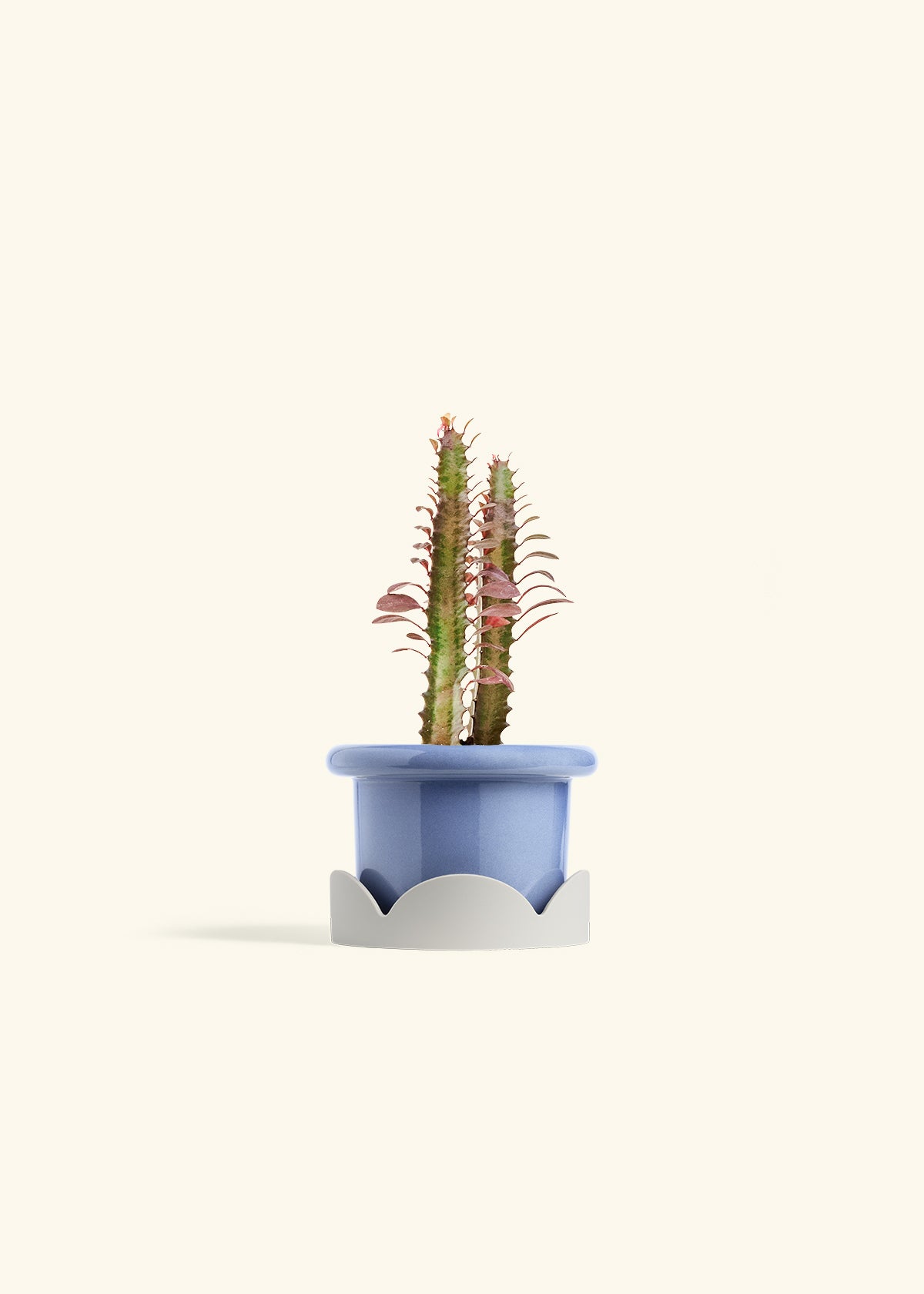 African Milk Tree in a 4 inches Fat Lip Blue Planter in a Oat Petal Drip Tray