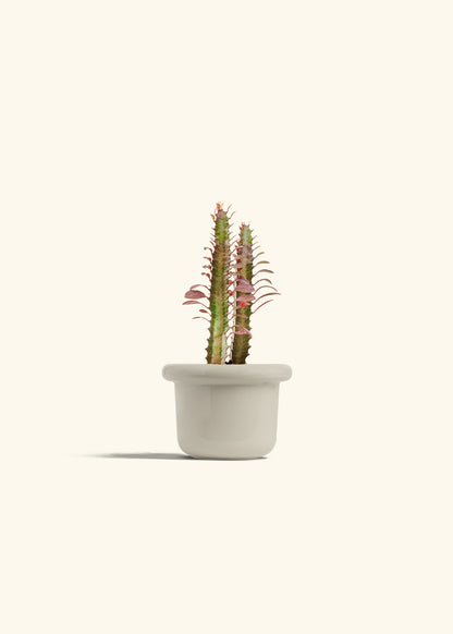 African Milk Tree in a 4 inches Fat Lip Red Planter 