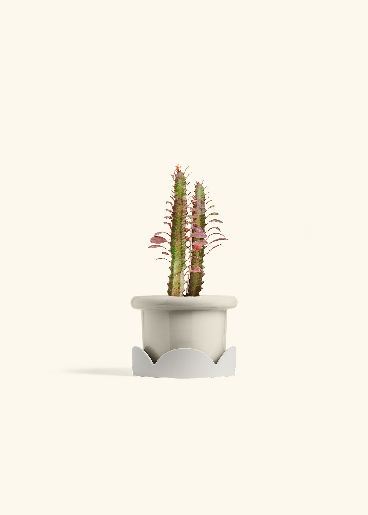 African Milk Tree in a 4 inches Fat Lip Red Planter in a Oat Petal Drip Tray