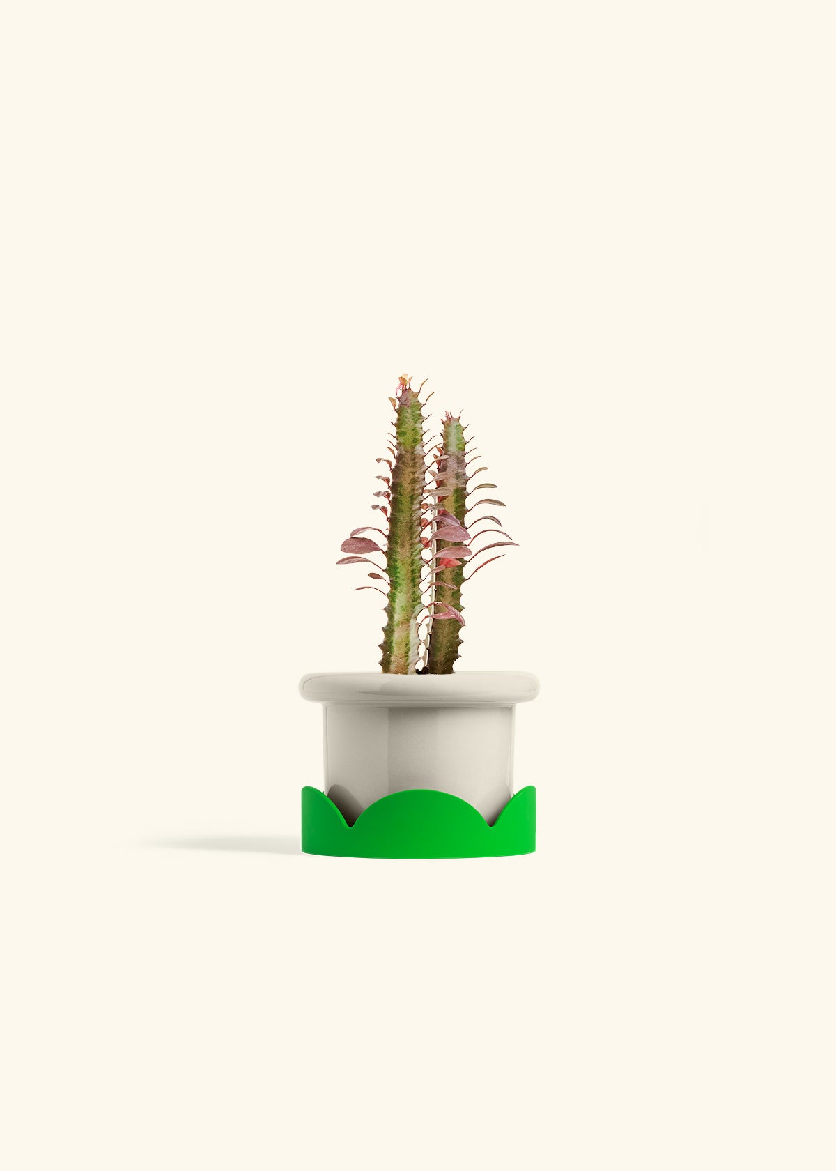 African Milk Tree in a 4 inches Fat Lip Red Planter in a Shamrock Petal Drip Tray