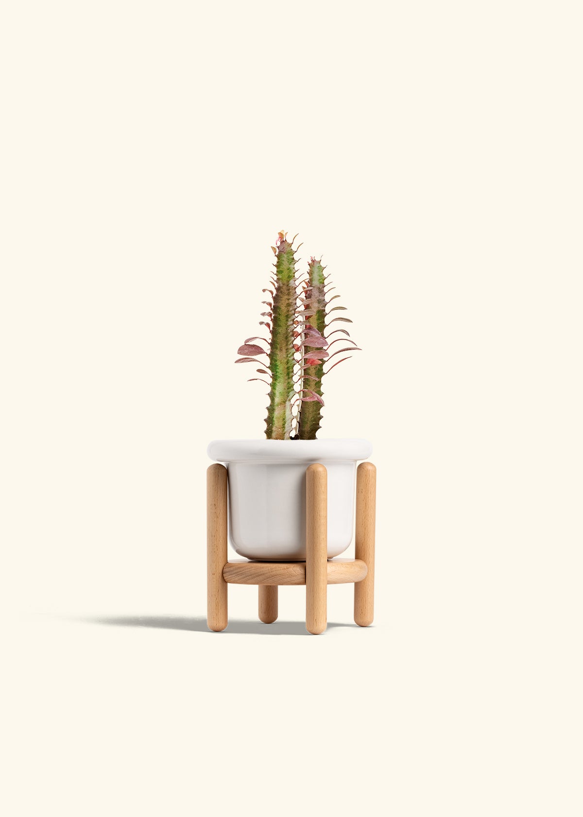 African Milk Tree in a 4 inches Fat Lip White Planter in a Beech Wood Stand