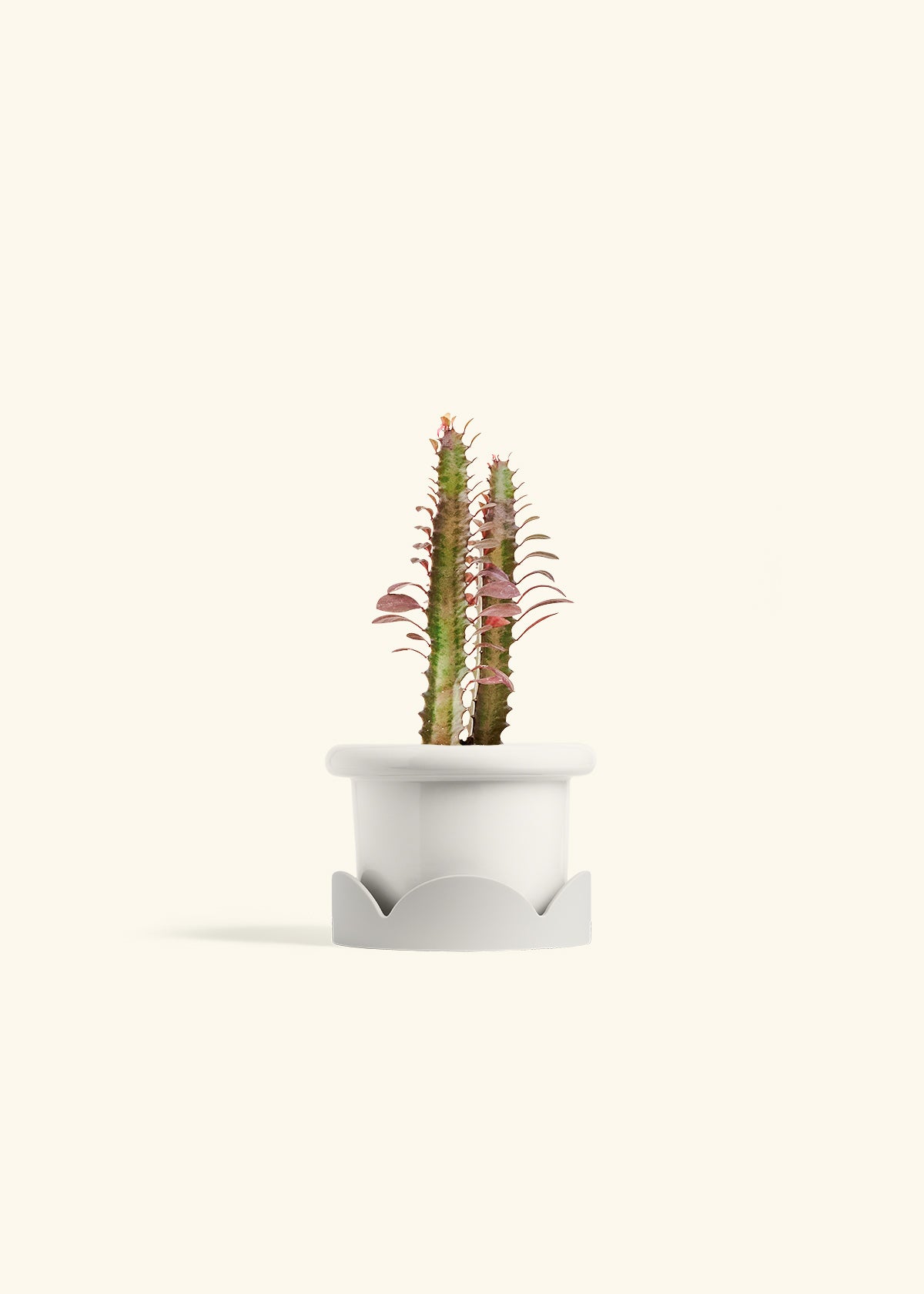 African Milk Tree in a 4 inches Fat Lip White Planter in a Oat Petal Drip Tray