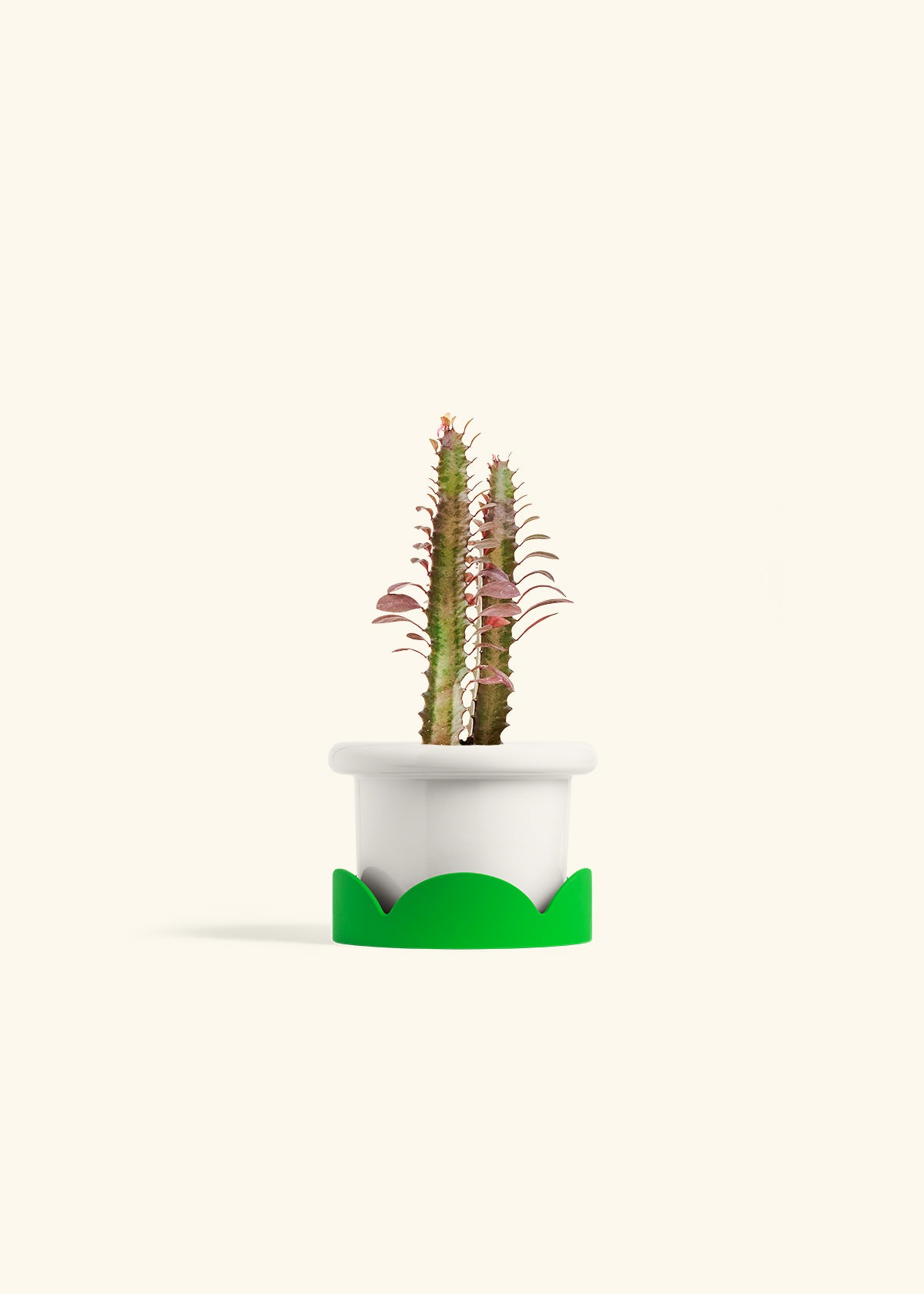 African Milk Tree in a 4 inches Fat Lip White Planter in a Shamrock Petal Drip Tray