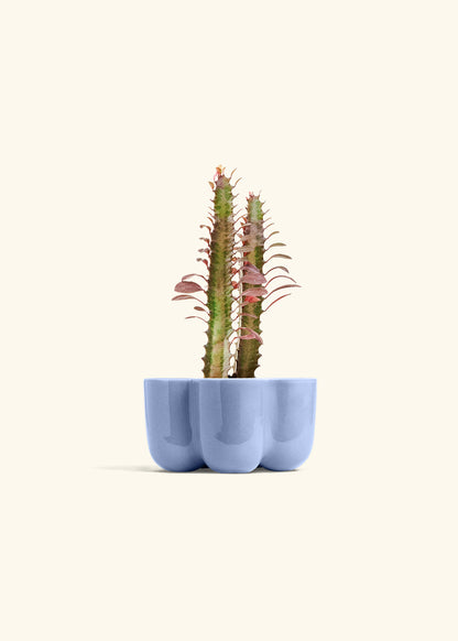 African Milk Tree in a 4 inches in a Blue Petal Planter