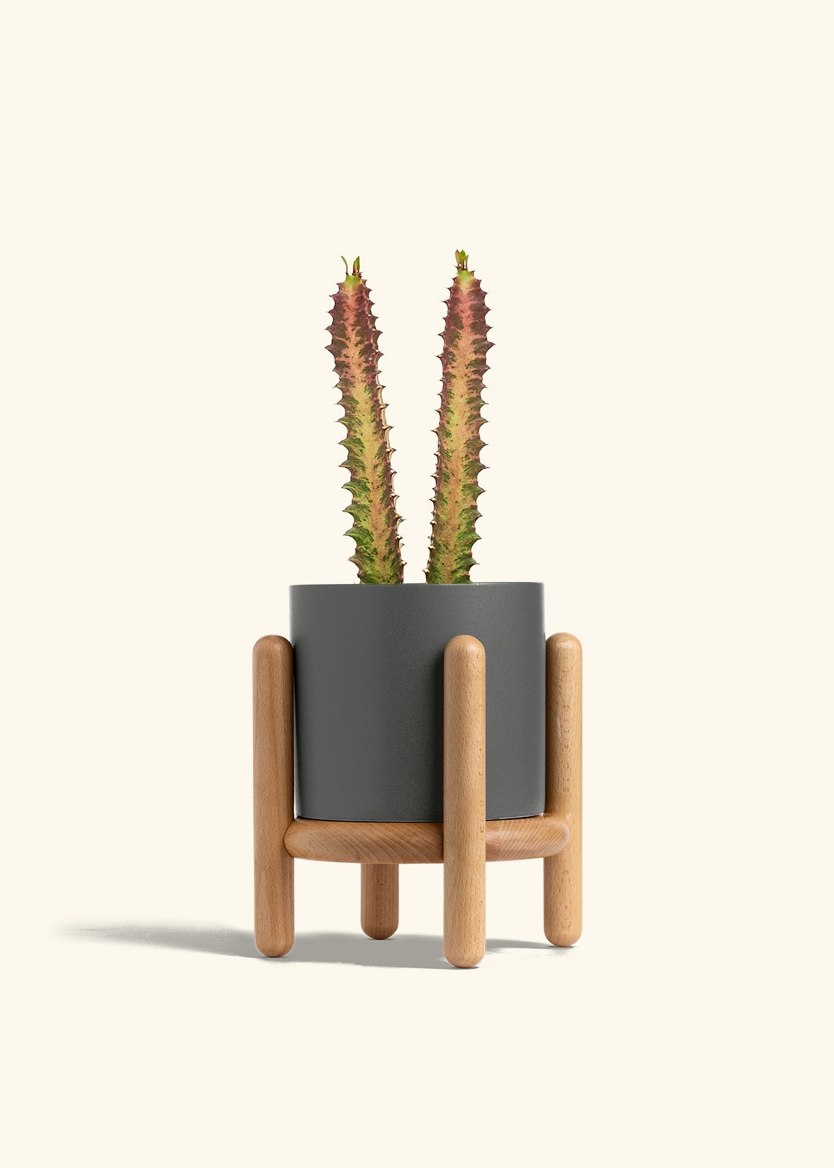 African Milk Tree in a 6 inches Charcoal Classic Cylinder Planter in a Beech Wood Stand