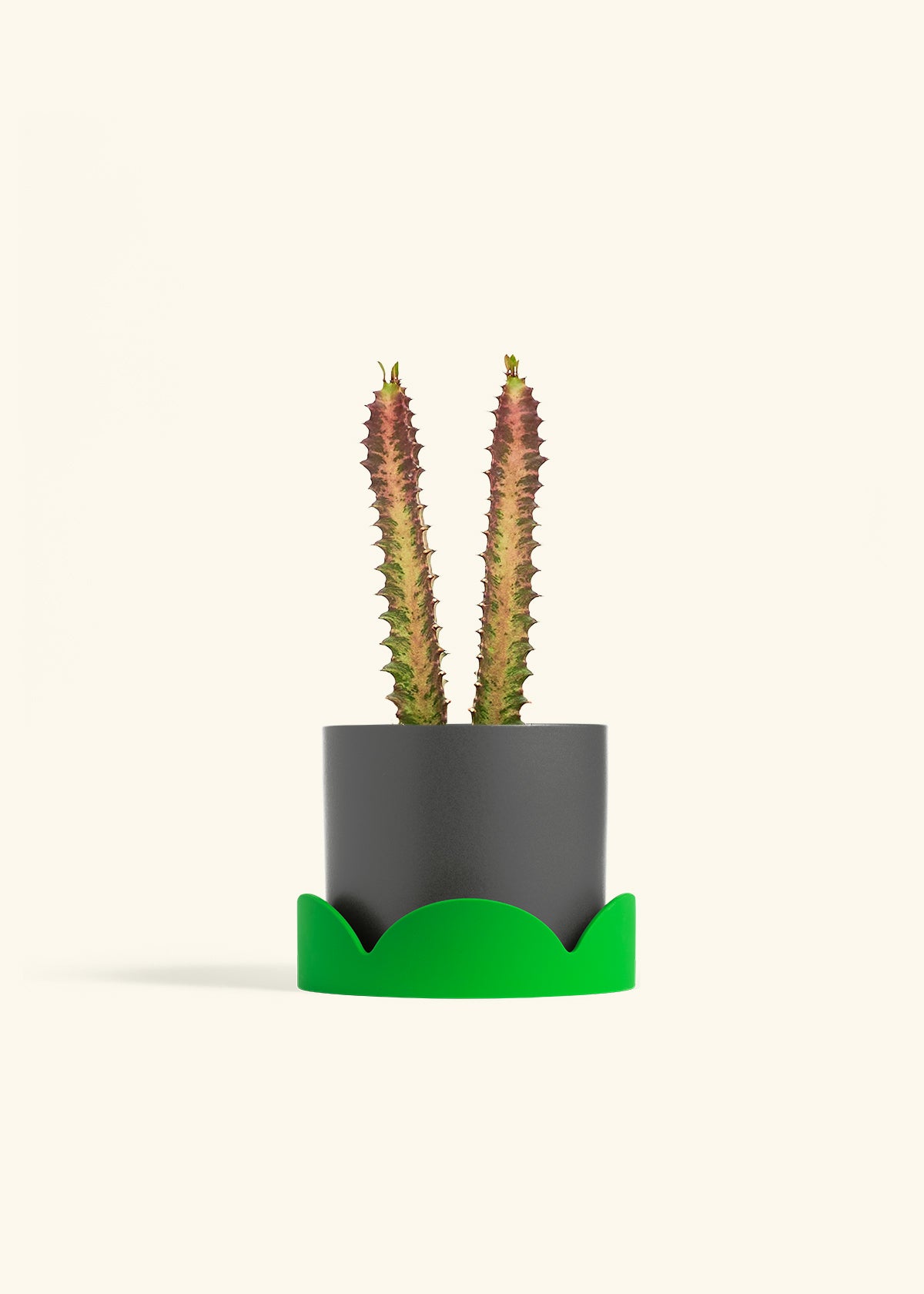 African Milk Tree in a 6 inches Charcoal Classic Cylinder Planter in a Shamrock Petal Drip Tray