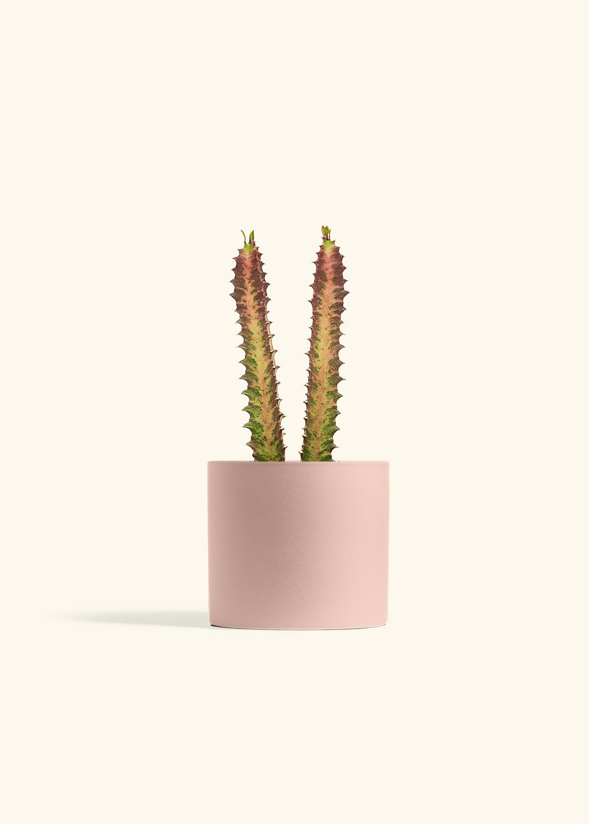 African Milk Tree in a 6 inches Pink Classic Cylinder Planter
