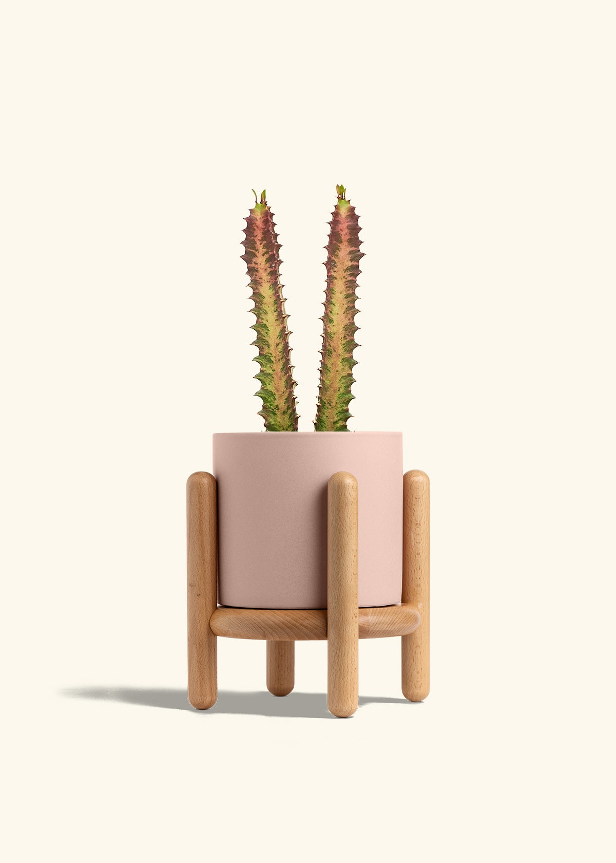 African Milk Tree in a 6 inches Pink Classic Cylinder Planter in a Beech Wood Stand