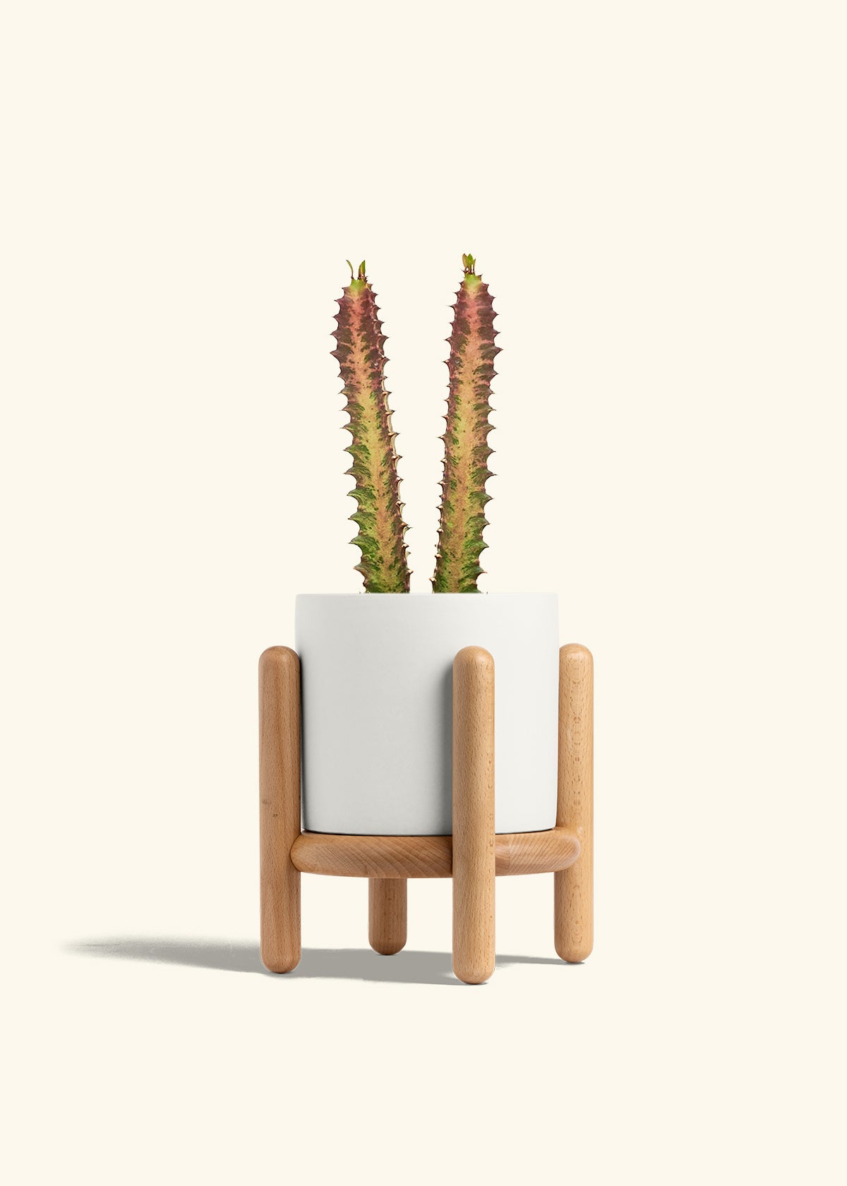 African Milk Tree in a 6 inches White Classic Cylinder Planter in a Beech Wood Stand