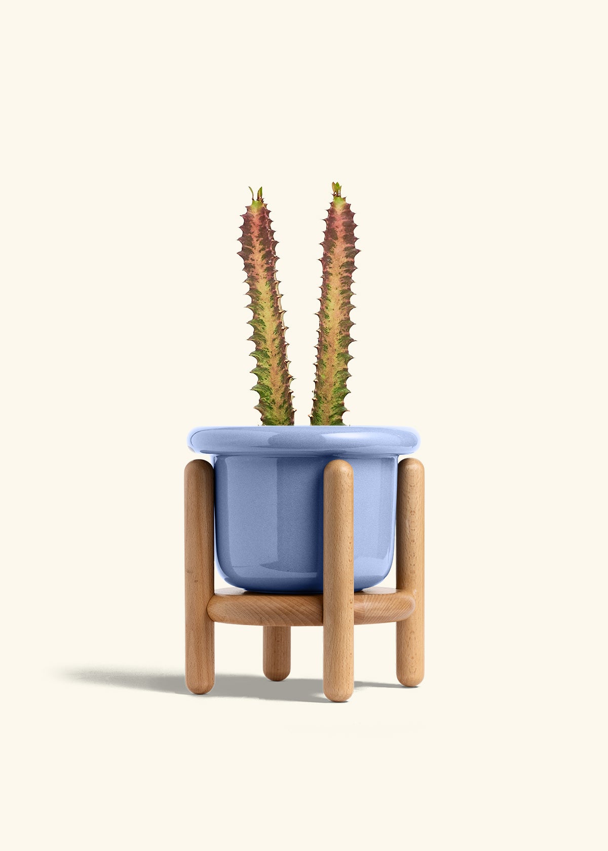 African Milk Tree in a 6 inches Fat Lip Blue Planter in a Beech Wood Stand