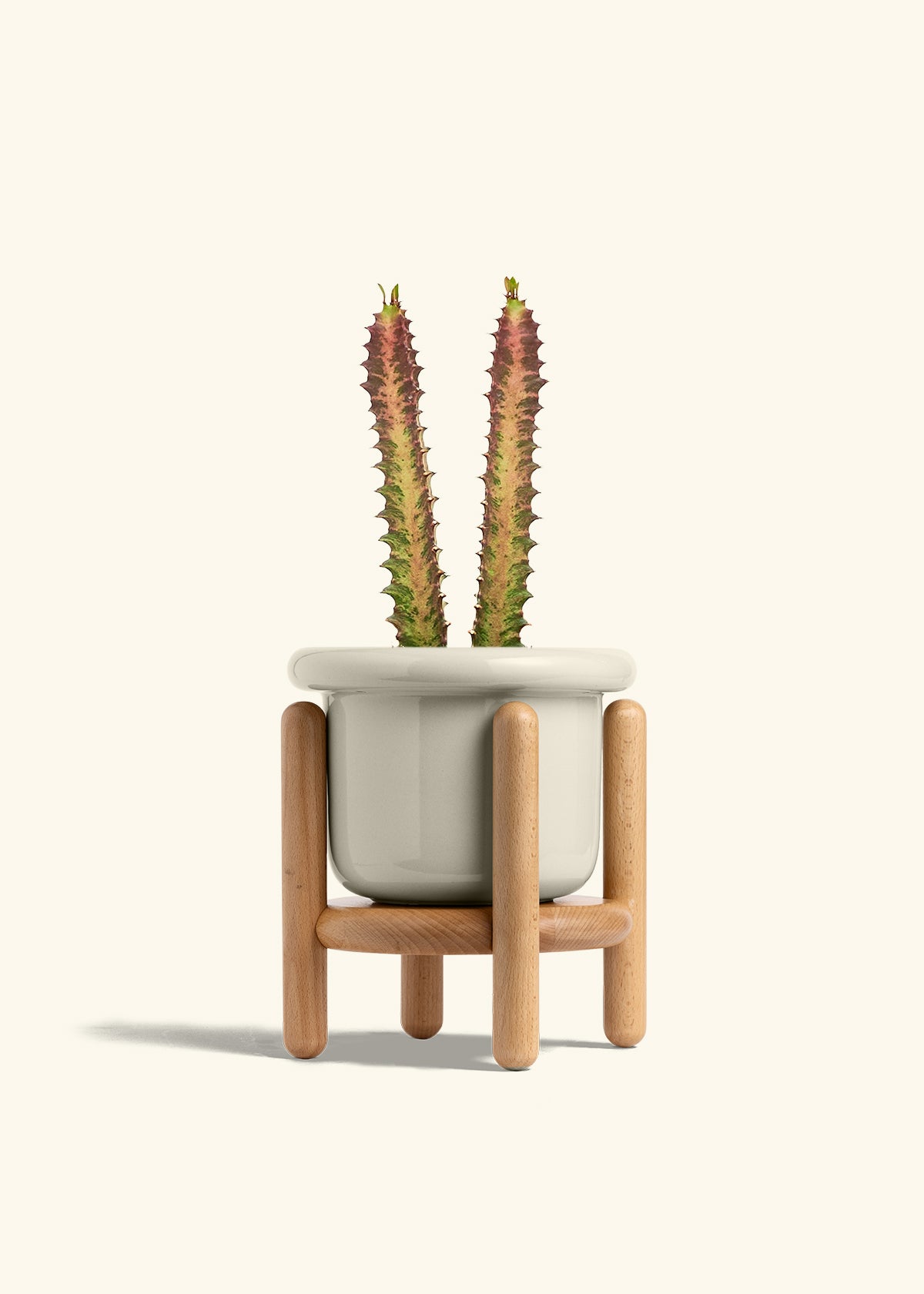 African Milk Tree in a 6 inches Fat Lip Oat Planter in a Beech Wood Stand