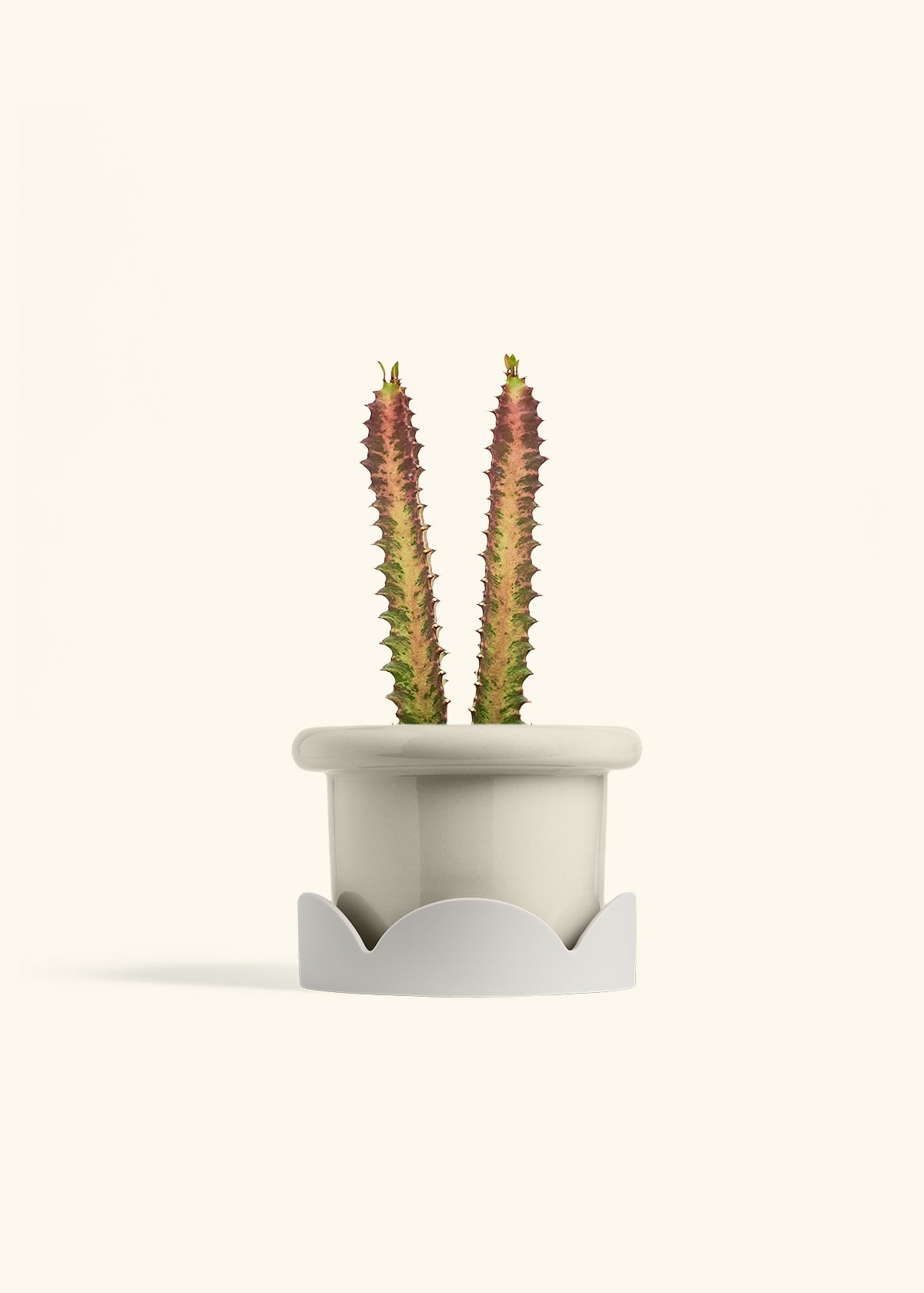 African Milk Tree in a 6 inches Fat Lip Oat Planter in a Oat Petal Drip Tray