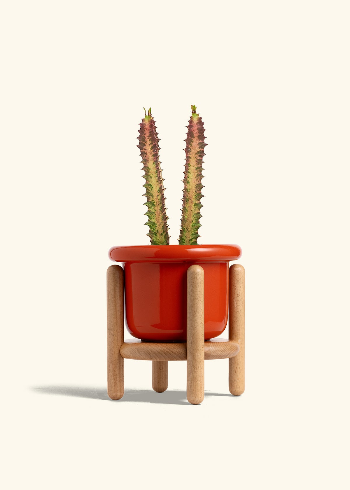 African Milk Tree in a 6 inches Fat Lip Red Planter in a Beech Wood Stand