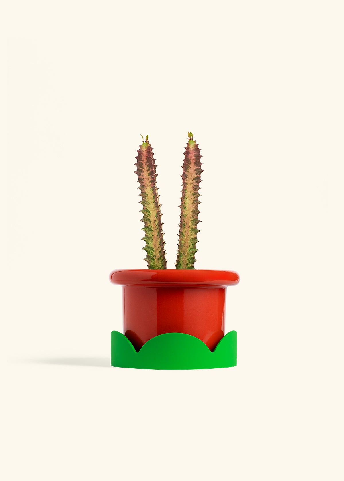 African Milk Tree in a 6 inches Fat Lip Red Planter