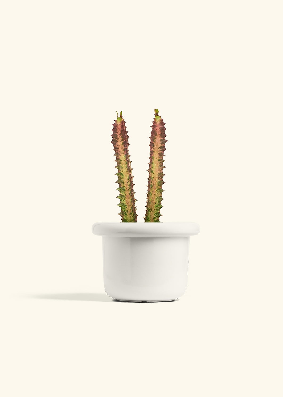 African Milk Tree in a 6 inches Fat Lip White Planter