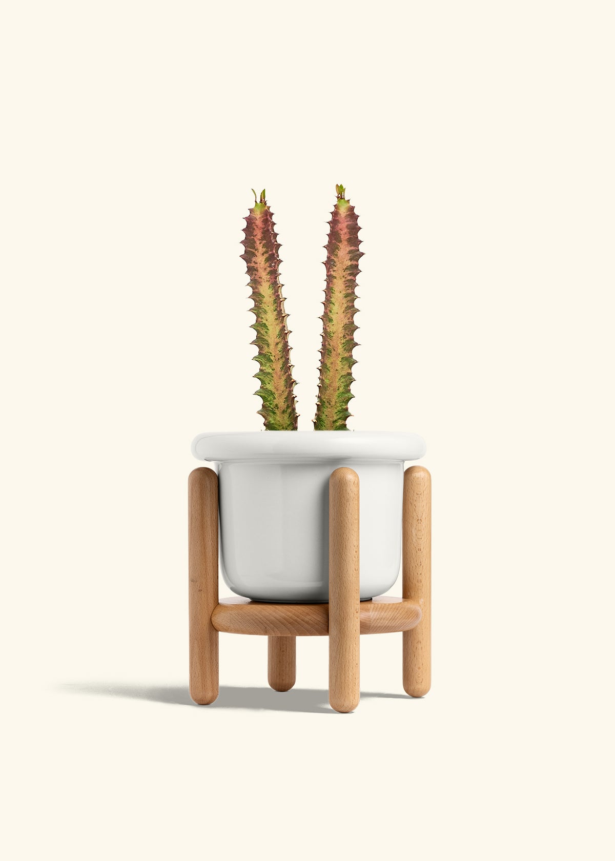 African Milk Tree in a 6 inches Fat Lip White Planter in a Beech Wood Stand