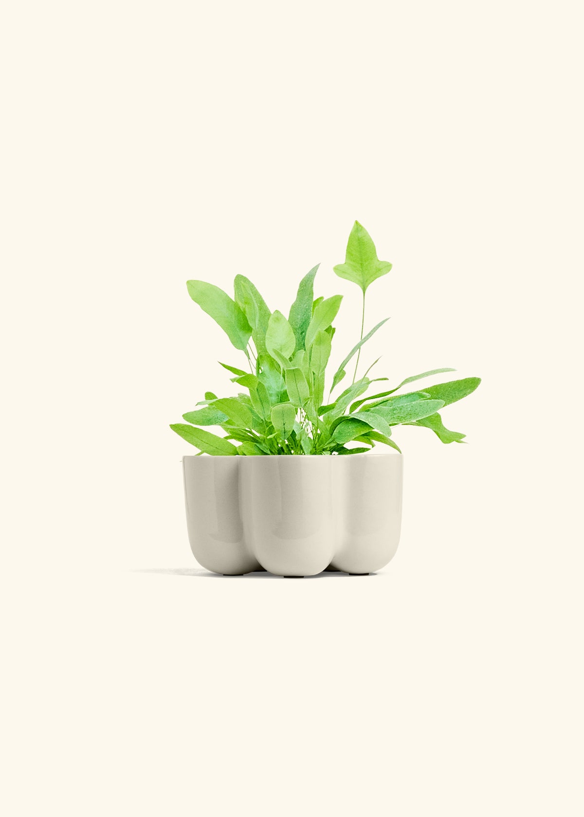 Blue Star Fern in a 4 inches in a Oat Petal Planter