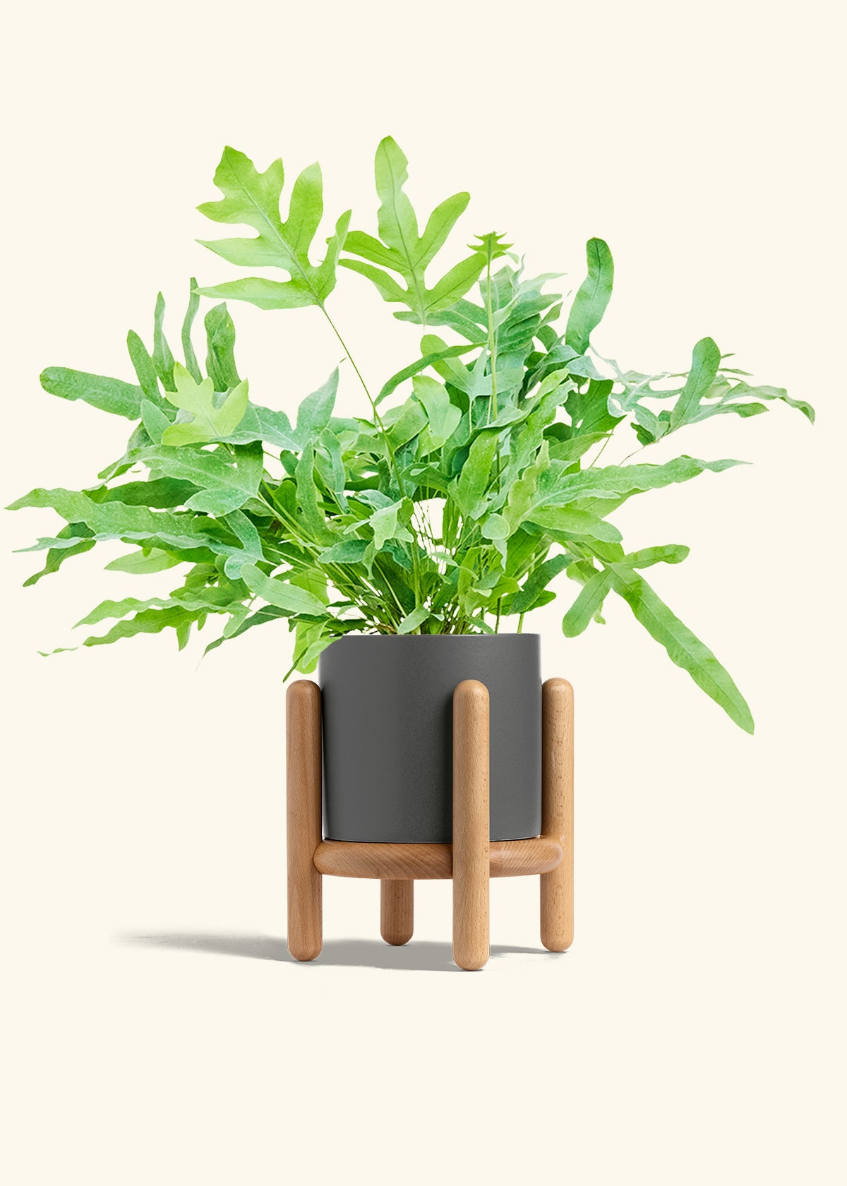 Blue Star Fern in a 6 inches Charcoal Classic Cylinder Planter in a Beech Wood Stand