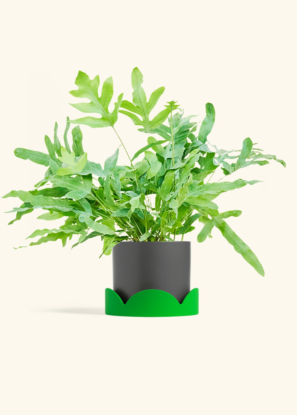 Blue Star Fern in a 6 inches Charcoal Classic Cylinder Planter in a Oat Petal Drip Tray