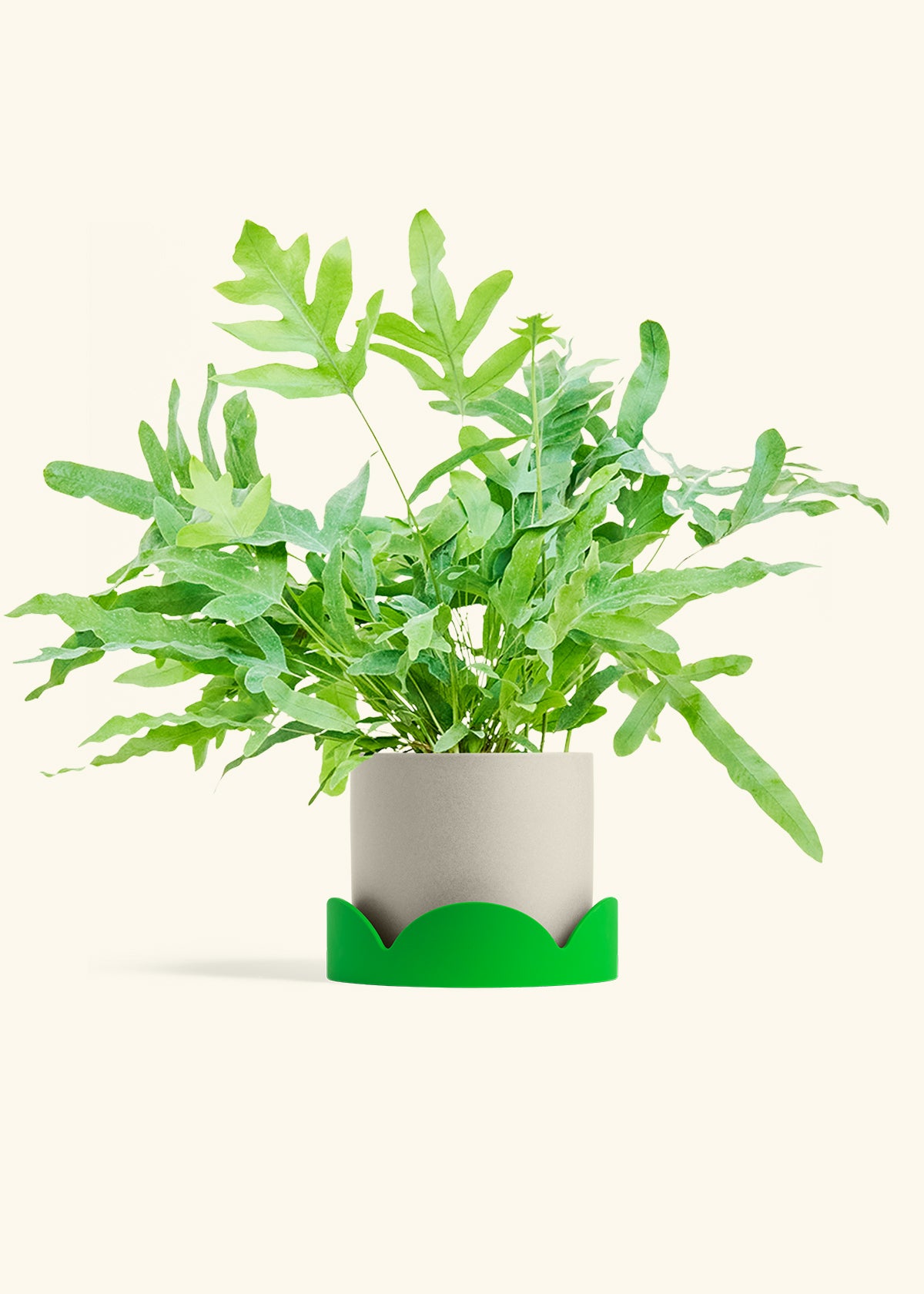 Blue Star Fern in a 6 inches Oat Classic Cylinder Planter in a Shamrock Petal Drip Tray