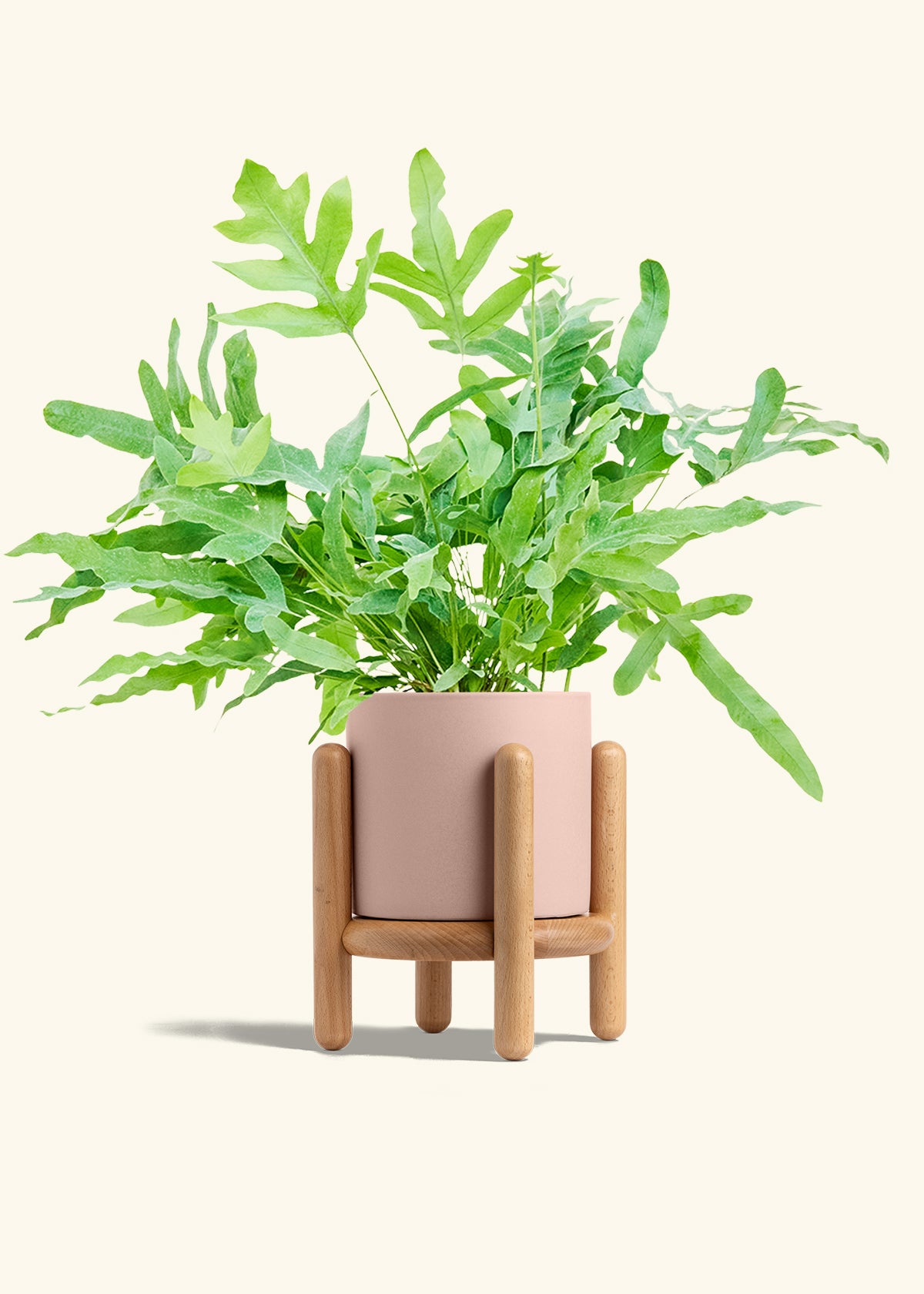 Blue Star Fern in a 6 inches Pink Classic Cylinder Planter in a Beech Wood Stand