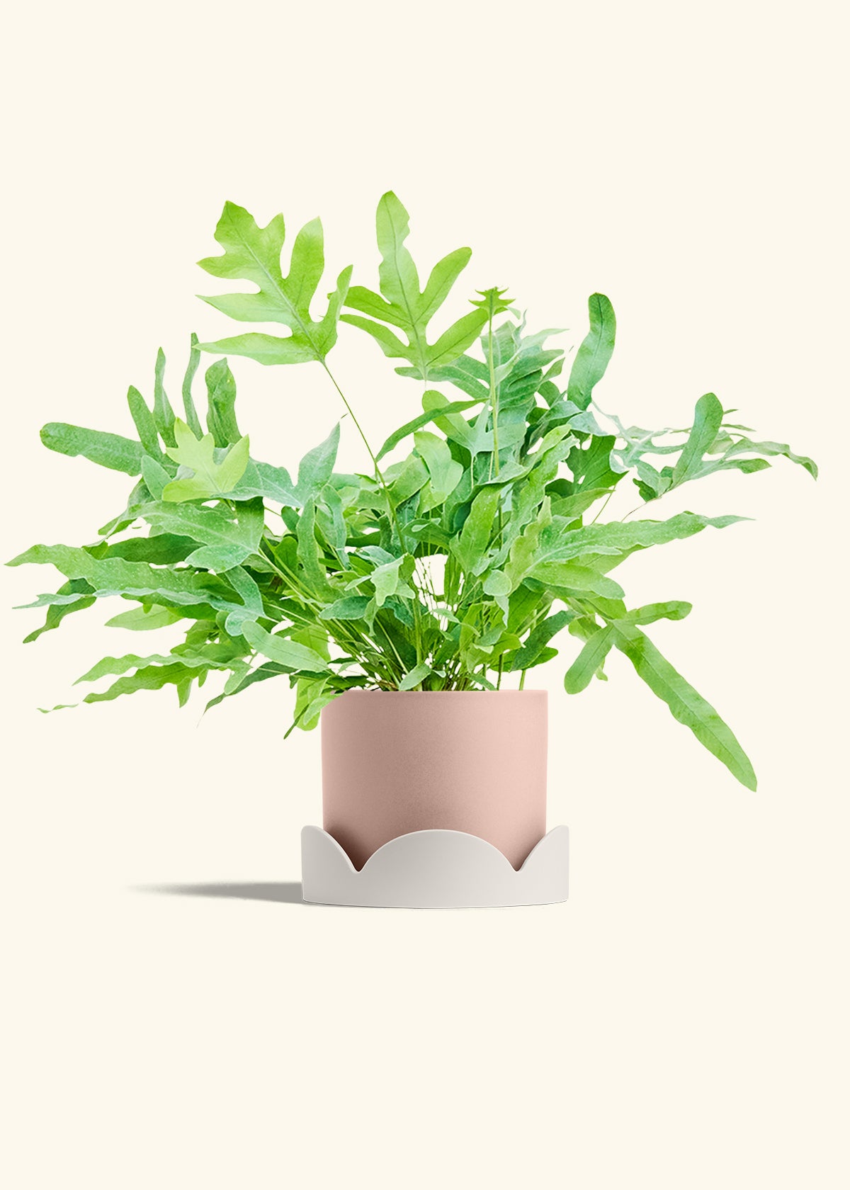 Blue Star Fern in a 6 inches Pink Classic Cylinder Planter in a Oat Petal Drip Tray