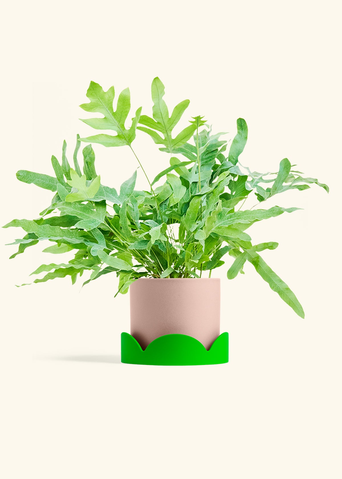 Blue Star Fern in a 6 inches Pink Classic Cylinder Planter in a Shamrock Petal Drip Tray