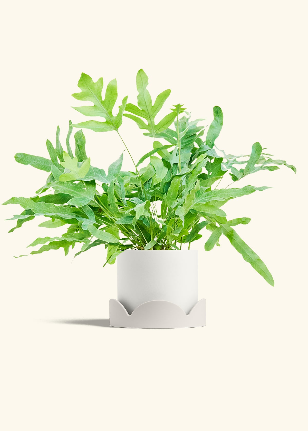 Blue Star Fern in a 6 inches White Classic Cylinder Planter in a Oat Petal Drip Tray