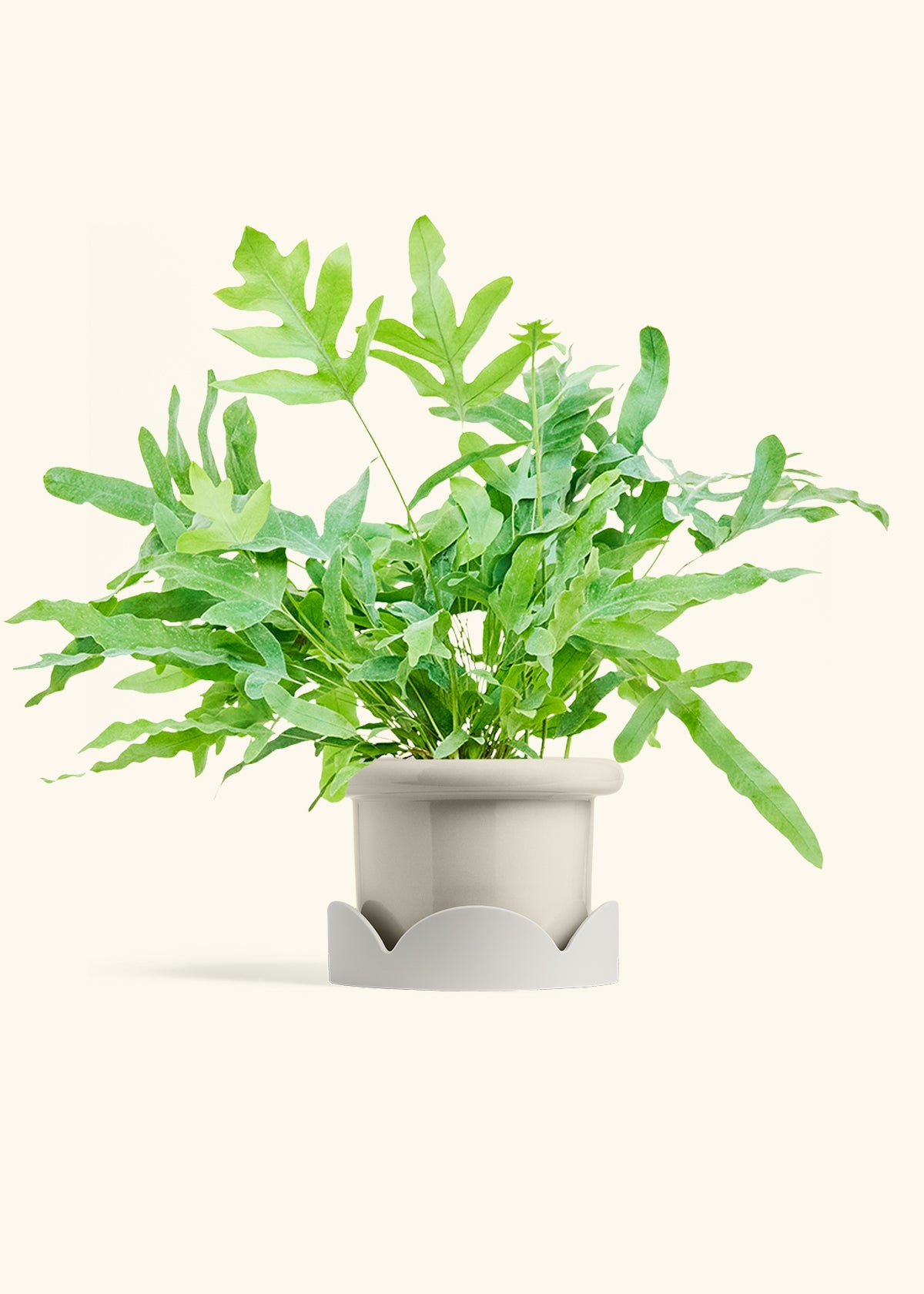 Blue Star Fern in a 6 inches Fat Lip Oat Planter in a Oat Petal Drip Tray