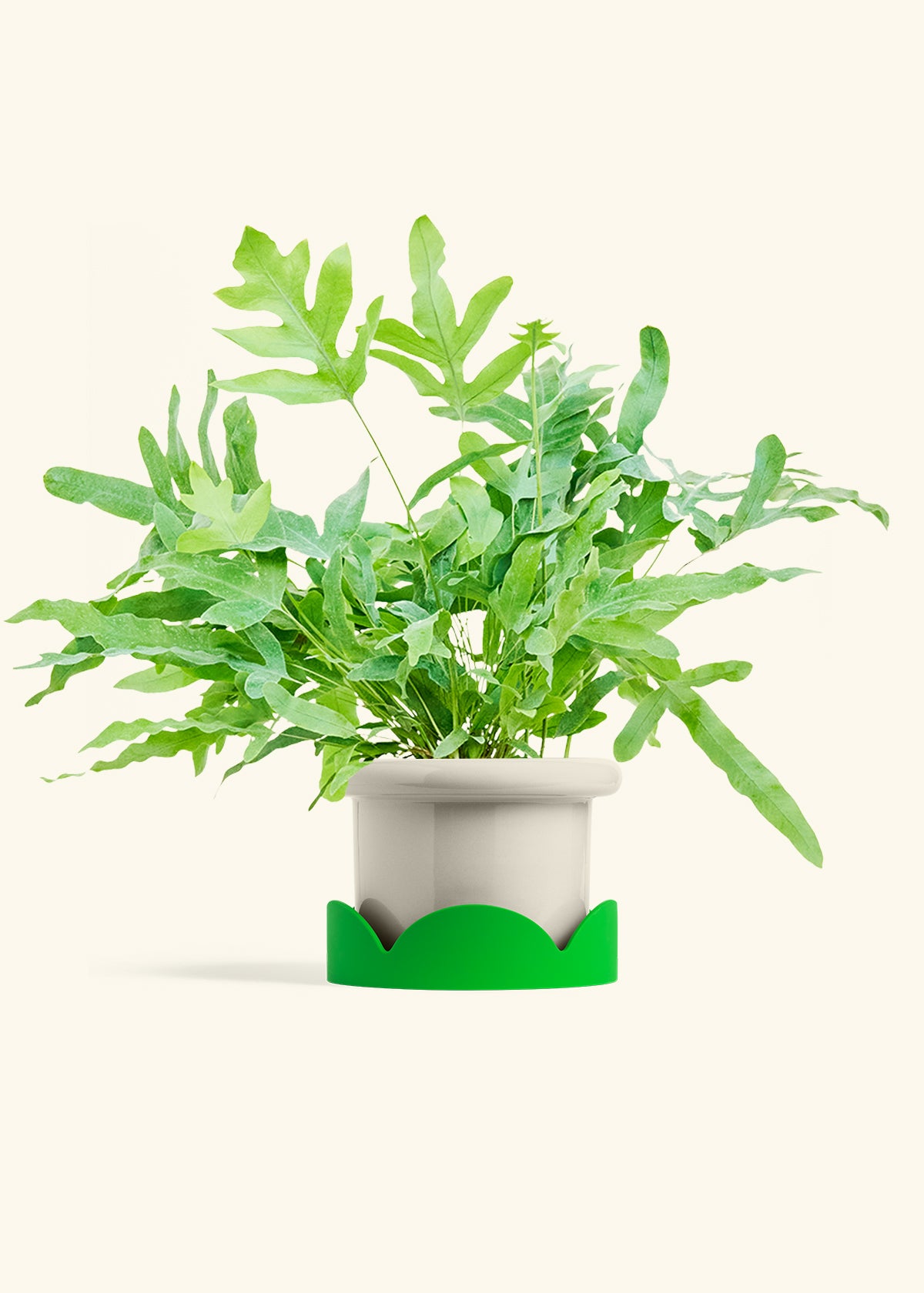 Blue Star Fern in a 6 inches Fat Lip Oat Planter in a Shamrock Petal Drip Tray