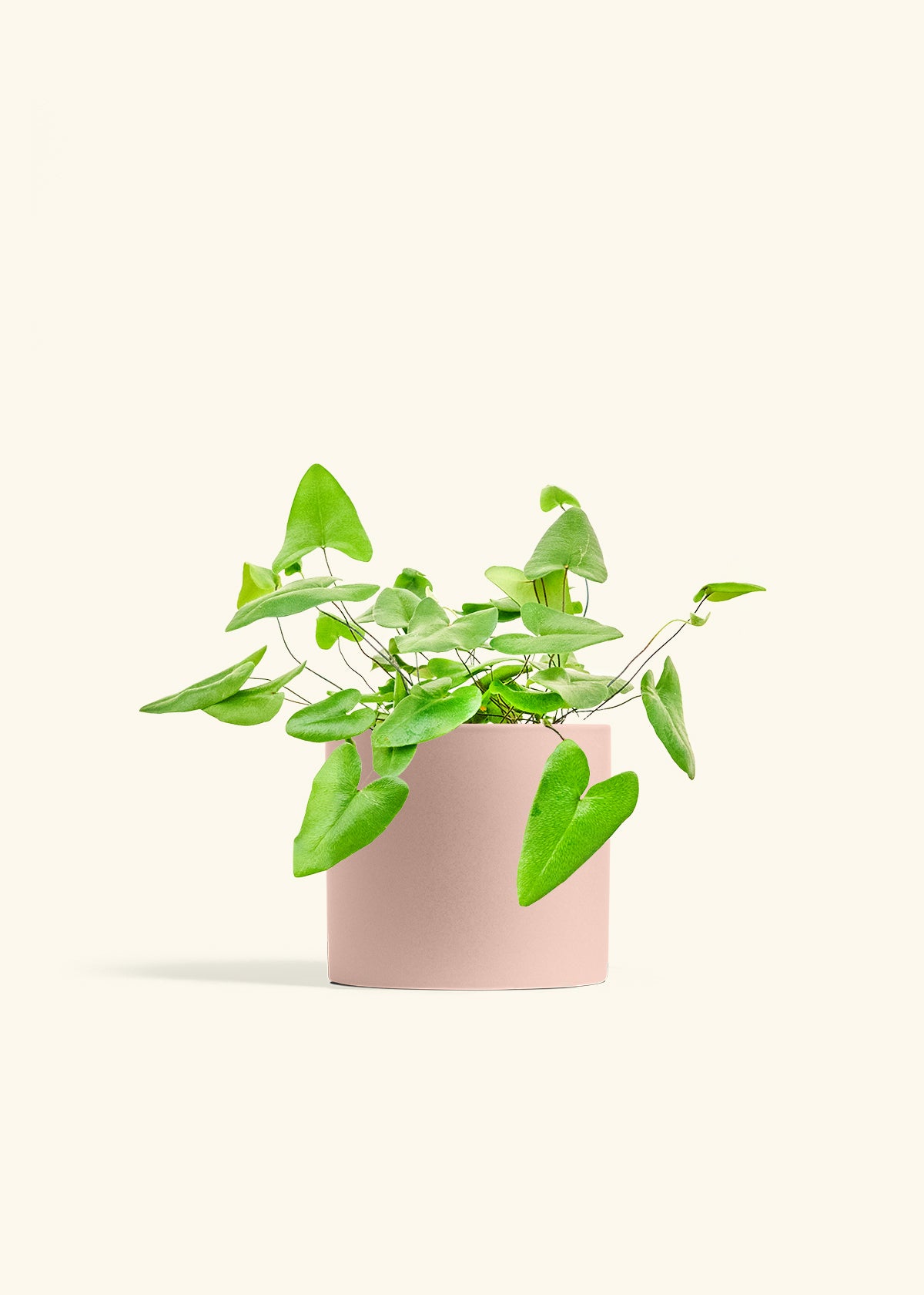 Heartleaf Fern in a 6 inches Pink Classic Cylinder Planter