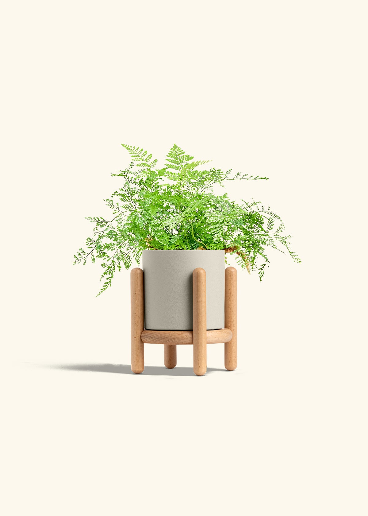 Rabbit Foot Fern in a 4 inches Oat Classic Cylinder Planter in a Beech Wood Stand