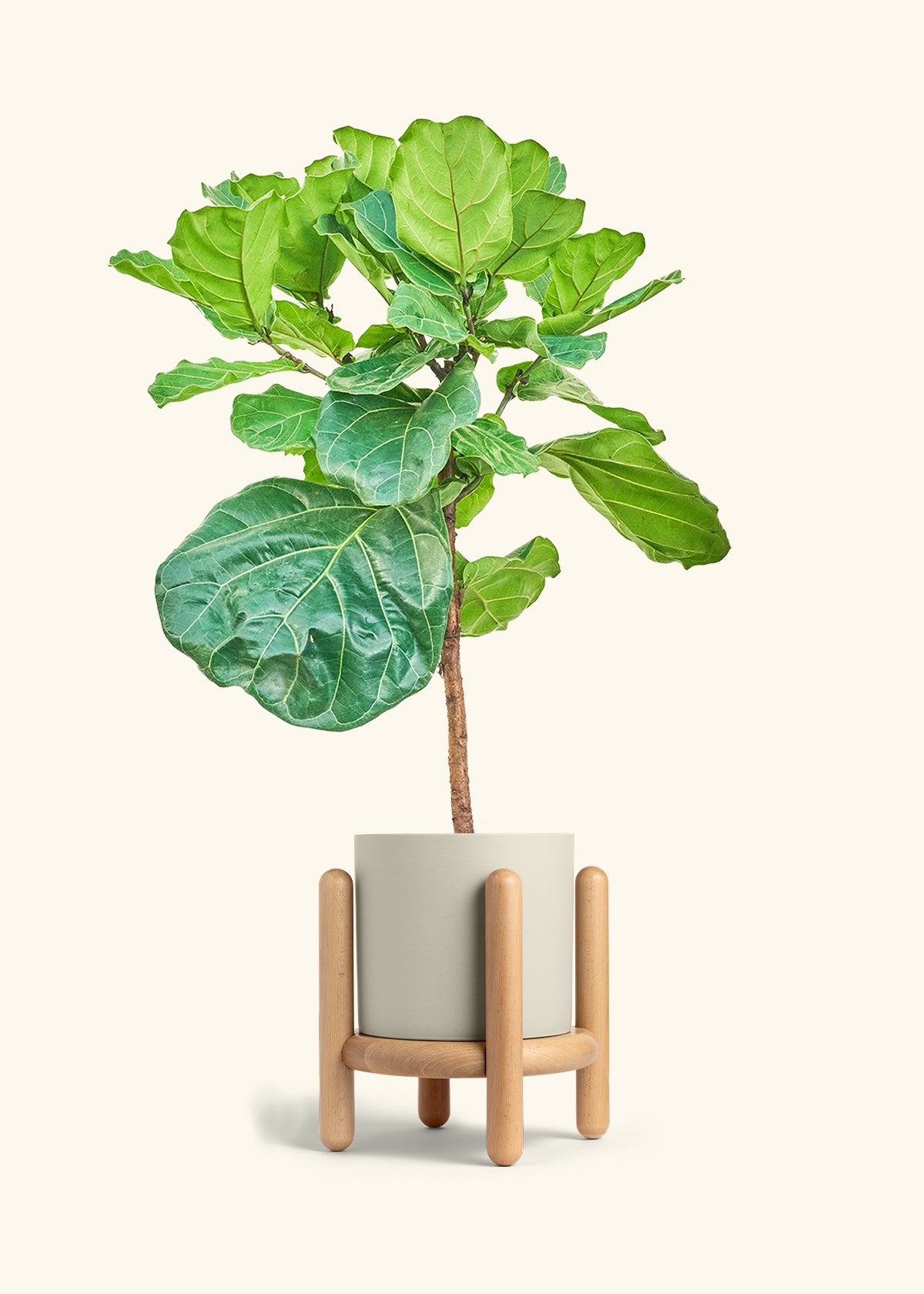 Fiddle Leaf Figin a 10 inches Oat Classic Cylinder Planter in a Beech Wood Stand
