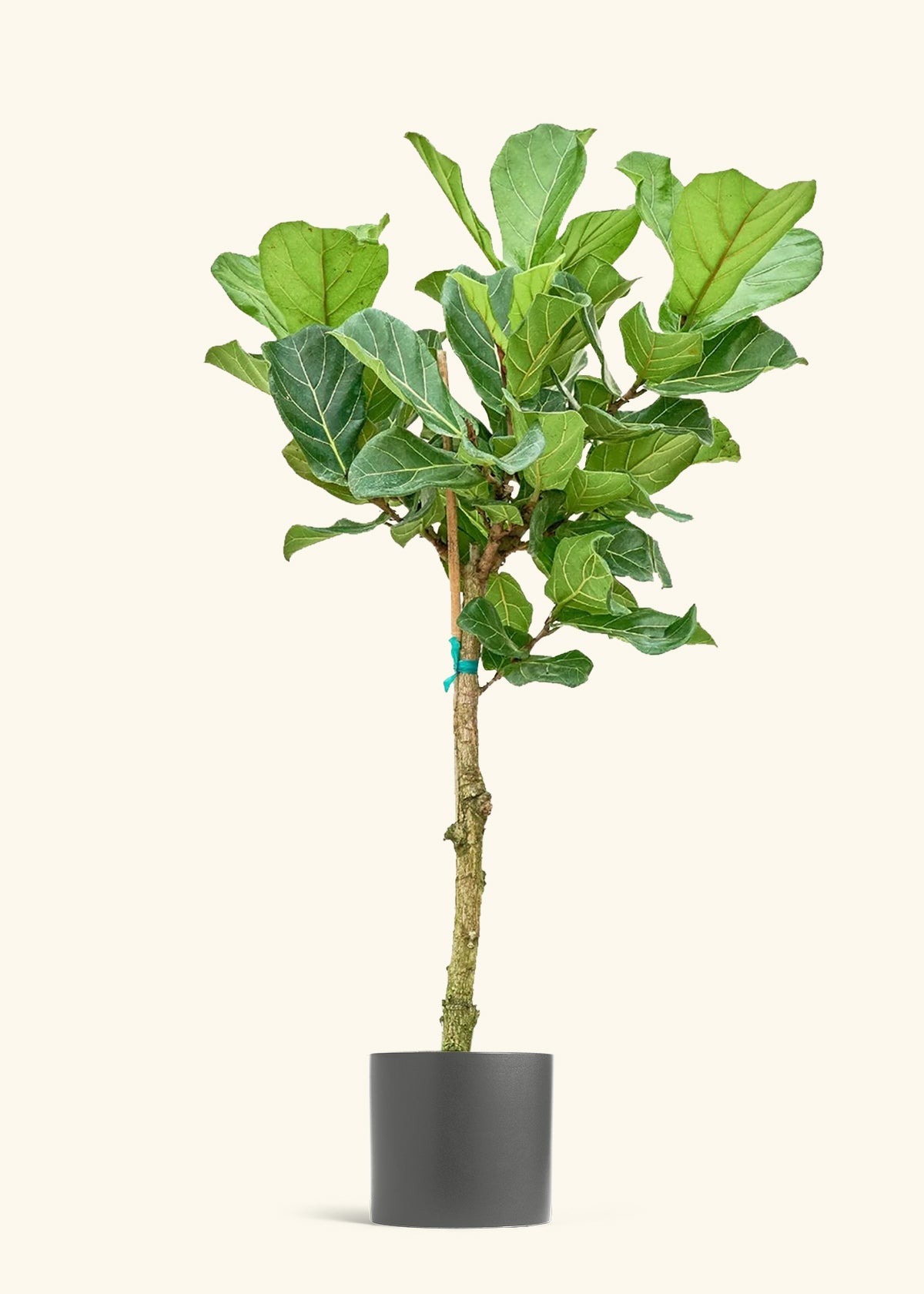 Fiddle Leaf Fig in a 10 inches Charcoal Classic Cylinder Planter 