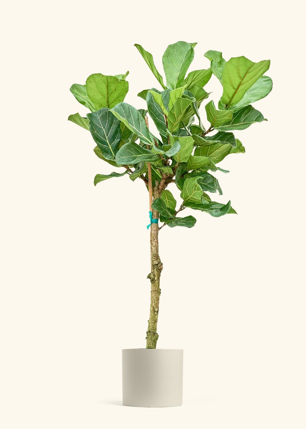 Fiddle Leaf Fig in a 10 inches Oat Classic Cylinder Planter 